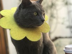 -喵屿·大理花园猫咖