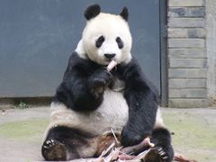 -都江堰中华大熊猫苑