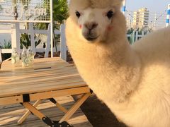 -Blue Concept Cafe&Farm·關於藍