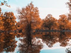 -金塔沙漠胡杨林景区