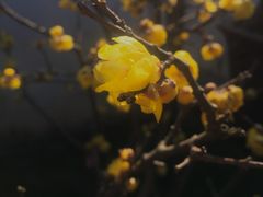 -绮园景区