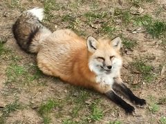 -西霞口神雕山野生动物世界