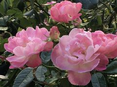 -人民公园(罗湖区)