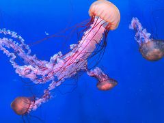 -大连老虎滩海洋公园