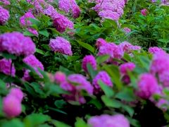 -万柳高尔夫俱乐部