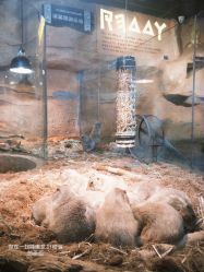 点击看大图 -Zoolung Zoolung动物主题公园(海信广场店)