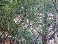 -中山大学学者灵芝(园南路店)