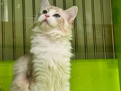 -唐小姐の私宠·宠物洗护美容·撸猫馆·购宠(周浦万达旗舰店)