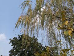 -三圣花乡旅游区