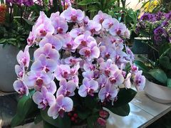 -双季花艺园艺市场(浦东店)
