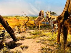 -国家自然博物馆