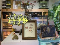 -酷以爬仙阁实体爬宠店·守宫·蜥蜴·专业繁育