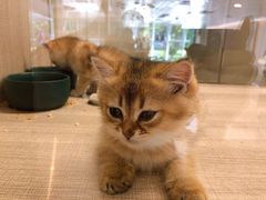 -飞行喵MR PILOT|猫舍·猫咖(静安大融城店)