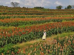 -三圣花乡旅游区