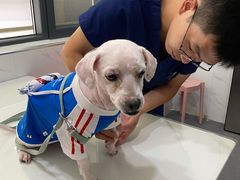 -伟伟宠物医院·CT影像中心·瑞派犬猫综合性门诊(汉口总院)