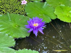 -国家植物园南园