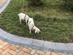 -上海滴水湖皇冠假日酒店