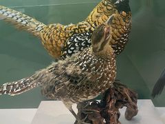 -国家自然博物馆