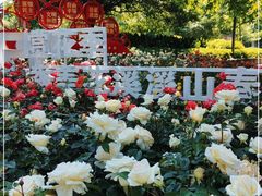 -花溪公园