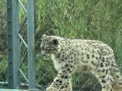 -青藏高原野生动物园