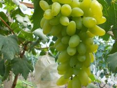 -马陆小张葡萄园农家乐