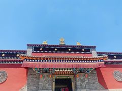 -塔尔寺菩提树