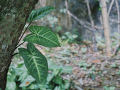 -青芝山风景名胜区