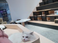 -瞄一喵猫咖(格力海岸店)