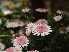 -二酉书店TOYOU BOOKS