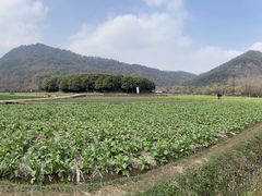 -八卦田遗址公园