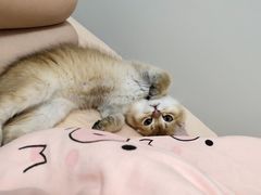 -屋虎猫馆(宝安大仟里店)