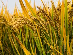 -梁鸿国家湿地公园