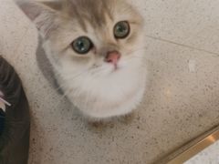 -飞行喵MR PILOT|猫舍·猫咖(静安大融城店)