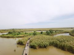 -盐城丹顶鹤湿地生态旅游区