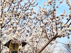 -桃花堤公园