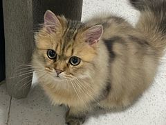 -瑞派康怡24h宠物医院·犬猫医疗中心·微创绝育(瑞景分院)