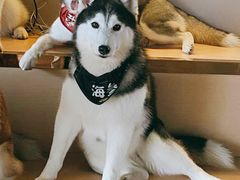 -Husky Go! 哈士奇体验馆·宠物咖啡厅狗咖