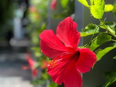 -深圳国际园林花卉博览园