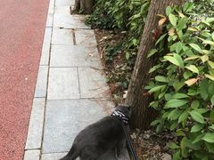 -合肥滨湖国家森林公园