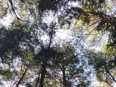 -重庆睡佛山森林公园