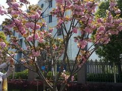 android_upload_pic-高东镇樱花园