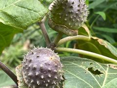 -广州神农草堂中医药博物馆