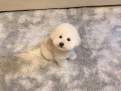 -comecome来吧宠物(奥克斯中心店)