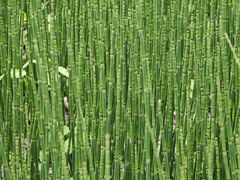 -黑龙江省森林植物园