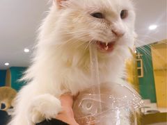 -飞行喵MR PILOT|猫舍·猫咖(静安大融城店)