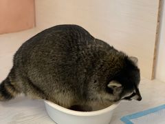 -浣熊柯尔鸭土拨鼠·电玩咖