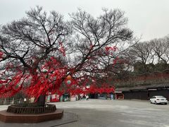 -句容茅山景区