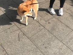 -南京大牌档(香港广场店)