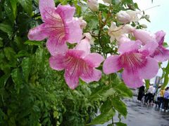 -中澳友谊花园