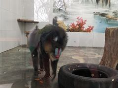 -西安秦岭野生动物园